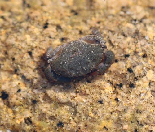 Réf. 250 660 : Xantho poressa
