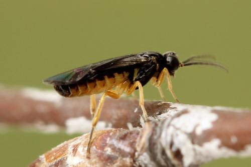 Réf. 250 178 : Heterarthrus vagans