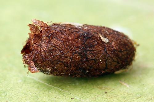 Réf. 250 537 : Pristiphora gerula