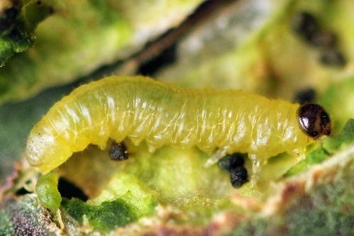 Euura bridgmanii