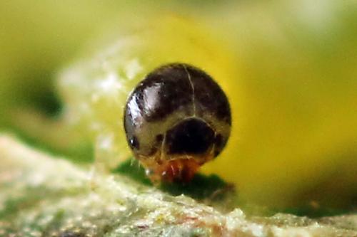 Euura bridgmanii