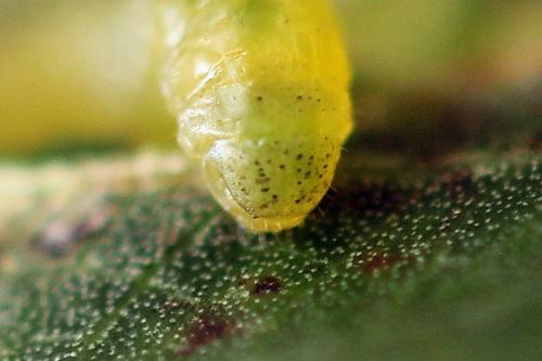 Euura bridgmanii