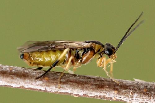 Réf. 250 538 : Pristiphora gerula