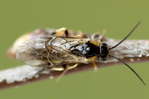 Réf. 250 539 : Pristiphora gerula