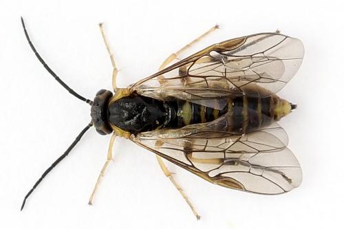 Réf. 250 541 : Pristiphora gerula