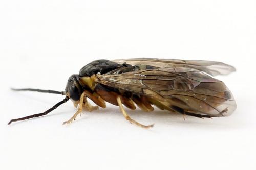 Réf. 250 542 : Pristiphora gerula