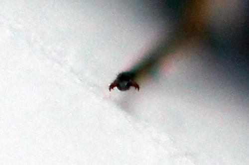 Réf. 250 544 : Pristiphora gerula