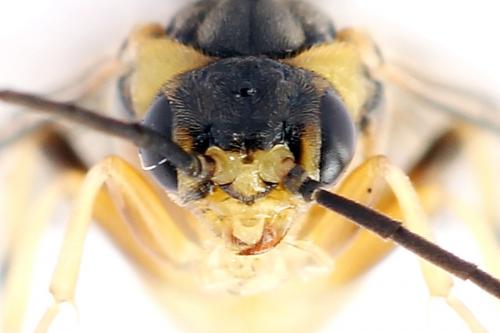 Réf. 250 545 : Pristiphora gerula