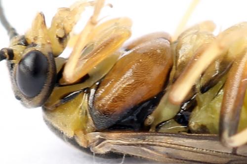Réf. 250 547 : Pristiphora gerula