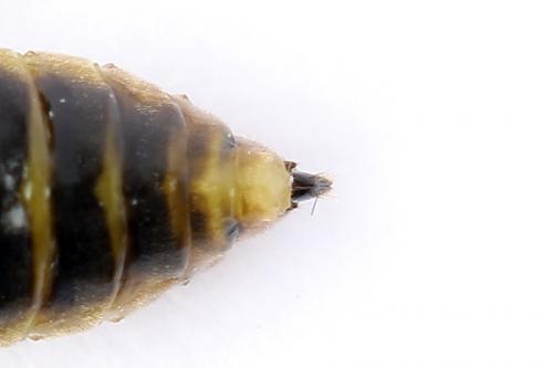 Réf. 250 549 : Pristiphora gerula