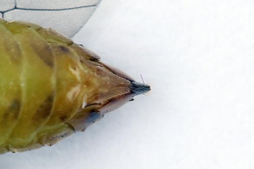 Réf. 250 551 : Pristiphora gerula