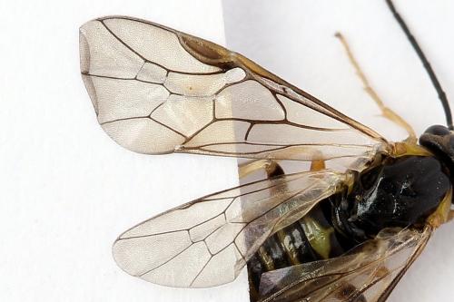 Réf. 250 552 : Pristiphora gerula