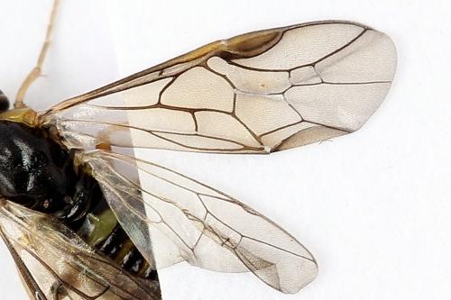 Réf. 250 553 : Pristiphora gerula