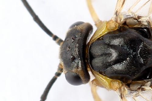 Réf. 250 555 : Pristiphora gerula