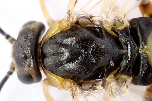 Réf. 250 556 : Pristiphora gerula