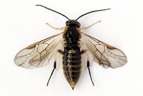 Réf. 250 557 : Pristiphora gerula