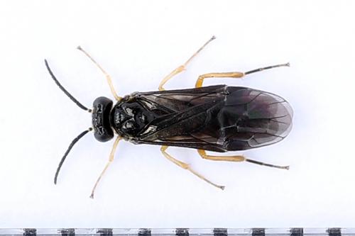 Heterarthrus vagans