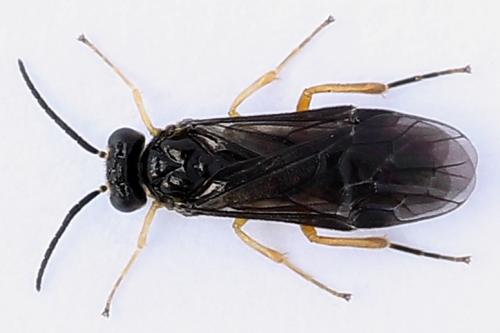Réf. 250 182 : Heterarthrus vagans