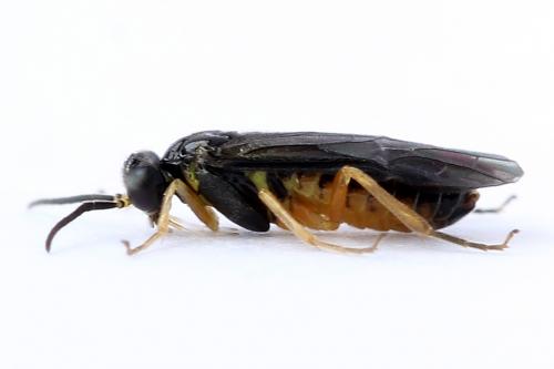 Réf. 250 183 : Heterarthrus vagans