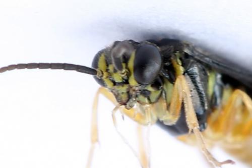 Réf. 250 185 : Heterarthrus vagans