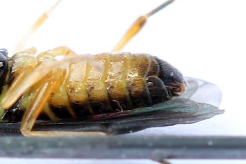 Réf. 250 187 : Heterarthrus vagans