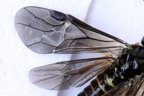 Heterarthrus vagans