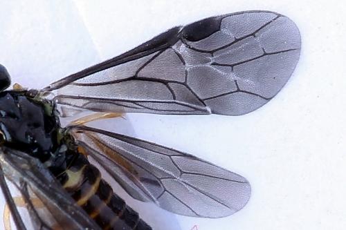 Réf. 250 189 : Heterarthrus vagans