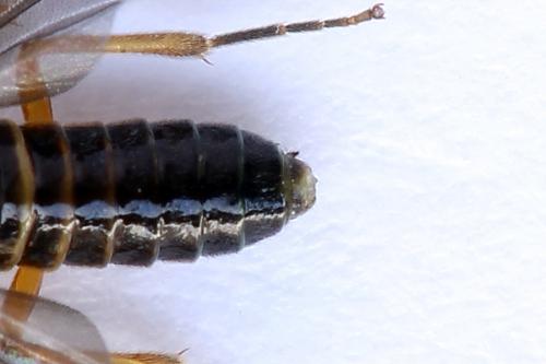 Heterarthrus vagans