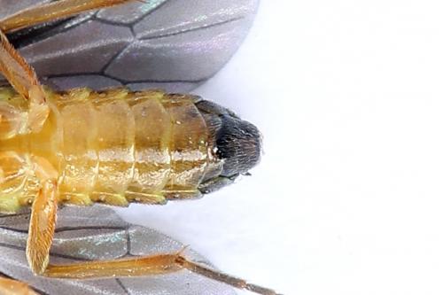 Réf. 250 191 : Heterarthrus vagans