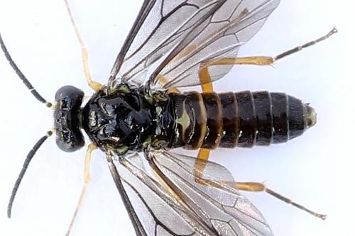 Heterarthrus vagans