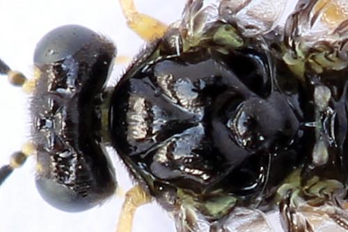 Réf. 250 193 : Heterarthrus vagans