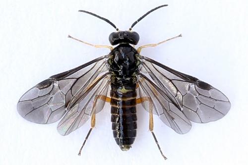 Réf. 250 194 : Heterarthrus vagans