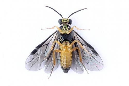 Heterarthrus vagans