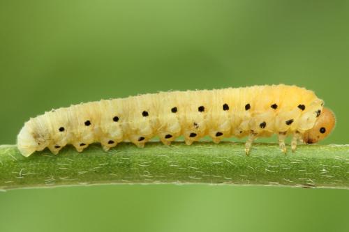 Réf. 250 048 : Sciapteryx costalis