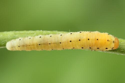 Réf. 250 049 : Sciapteryx costalis