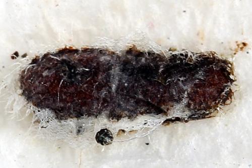 Réf. 250 988 : Pareophora pruni