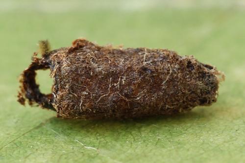 Réf. 250 990 : Pareophora pruni