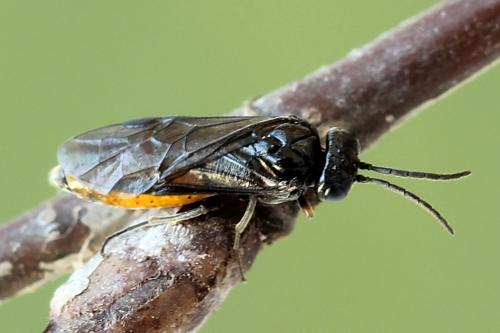 Pareophora pruni