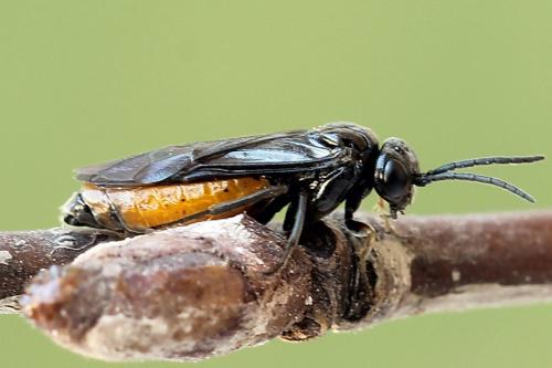 Pareophora pruni