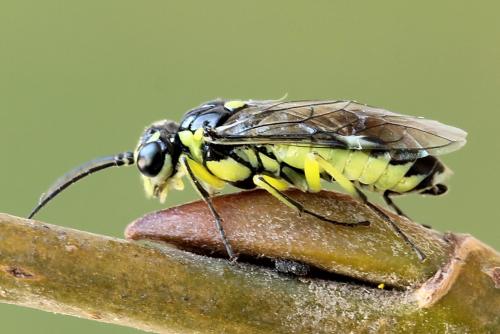 Cytisogaster picta