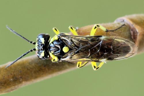 Cytisogaster picta