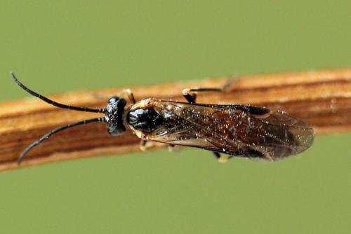 Strongylogaster mixta