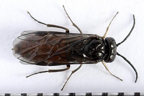 Pareophora pruni