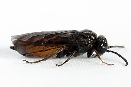 Pareophora pruni