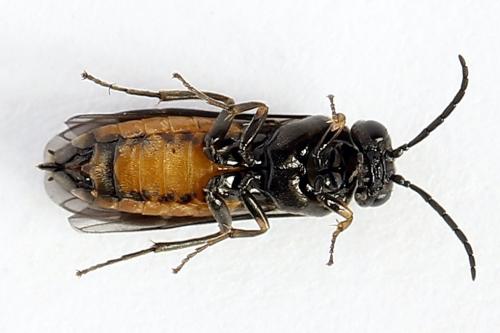 Pareophora pruni