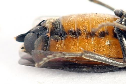 Pareophora pruni