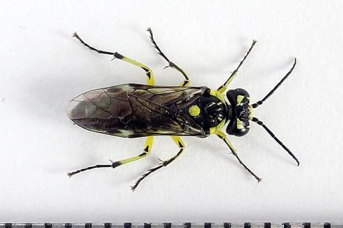 Réf. 250 571 : Cytisogaster picta
