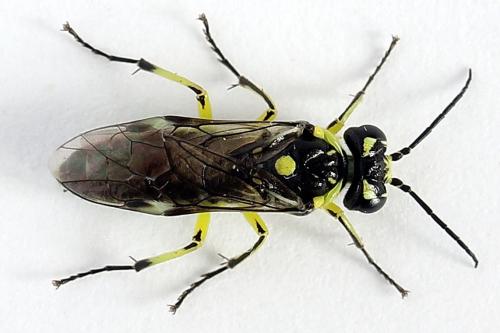 Réf. 250 572 : Cytisogaster picta