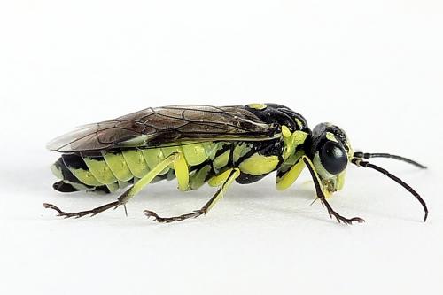 Cytisogaster picta