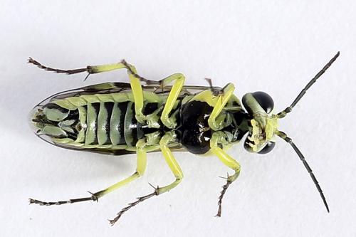 Cytisogaster picta